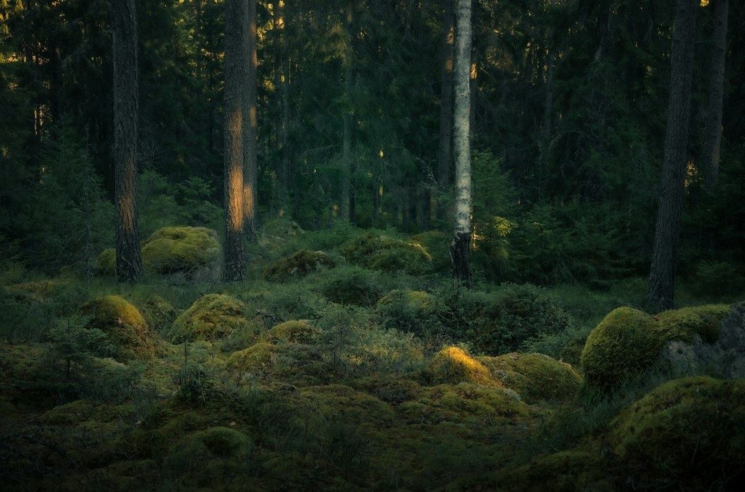 Mossig granskog med mjukt solljus mellan höga träd